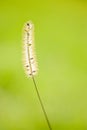 Green wheat plant Royalty Free Stock Photo