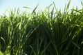 close up view of green wheat plant Royalty Free Stock Photo