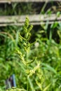 Green wheat plant close up view macro Royalty Free Stock Photo