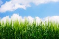 Green wheat plant details