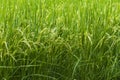 Green wheat plant in the field background Royalty Free Stock Photo