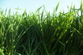 Close up of green wheat plant Royalty Free Stock Photo