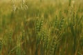 Green wheat plant in the fields Royalty Free Stock Photo