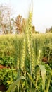 Green wheat plant Royalty Free Stock Photo