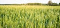 Green wheat plant growing in the field Royalty Free Stock Photo