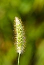 Green wheat plant macro Royalty Free Stock Photo