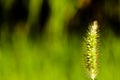 Green wheat plant macro Royalty Free Stock Photo