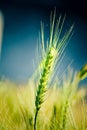 Green wheat plant nature beauty Royalty Free Stock Photo