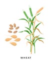 Green wheat plant and ripe wheat crop, cereal grass and grains - vector botanical illustration in flat design isolated Royalty Free Stock Photo