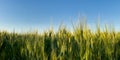 green wheat planting in rural fields Royalty Free Stock Photo