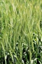 Green wheat plants