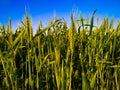 Green wheat plants field with blue sky in background Royalty Free Stock Photo