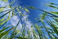 Green wheat plants sky
