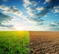 Green wheat and plowed field at sunset.