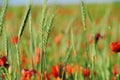 Green wheat in a poppies field Royalty Free Stock Photo