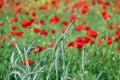 Green wheat and poppies flower Royalty Free Stock Photo