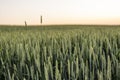 Green wheat ripens in the field on a sunny summer day. Green unripe cereals. The concept of agriculture, healthy eating