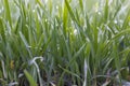 Green wheat shoots with dew after rain in spring
