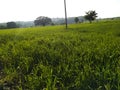 A green wheat and some mustard plants with fresh flowers form