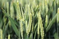 Green wheat spike. Royalty Free Stock Photo