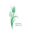 Green wheat spikelet on a white isolated background. Vector illustration Royalty Free Stock Photo