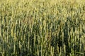 Green wheat spikes against the background of the blue sky with cloud Royalty Free Stock Photo