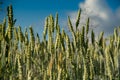 Green wheat spikes against the background of the blue sky with cloud Royalty Free Stock Photo