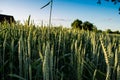 Green wheat spikes against the background of the blue sky with cloud and green tree Royalty Free Stock Photo