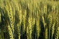 Green wheat spikes close-up image on the agriculture farm field in morning sunlight time Royalty Free Stock Photo