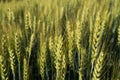 Green wheat spikes close-up image on the agriculture farm field in morning sunlight time Royalty Free Stock Photo