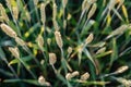 Green wheat spikes top view, agricultural field in the early summer, cereal crop cultivation and farming Royalty Free Stock Photo