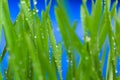 Green Wheat Sprouts against blue sky Royalty Free Stock Photo