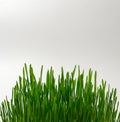 Green wheat sprouts, fitness diet, healthy diet, natural, close up