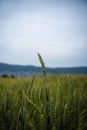 Green wheat straw turning golden yellow in a field in Europe. Close up shot, shallow depth of field, no people Royalty Free Stock Photo