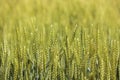 Green wheat. Sunny day. Close up. Royalty Free Stock Photo
