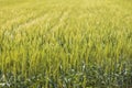Green wheat. Sunny day. Close up. Royalty Free Stock Photo