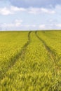 Green wheat. Sunny day. Close up. Royalty Free Stock Photo