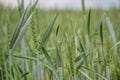 Green wheat (Triticum) field on blue sky in springtime. Close up of unripe wheat ears. Slovakia