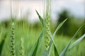 Green wheat (Triticum) field on blue sky in springtime. Close up of unripe wheat ears