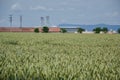 Green wheat (Triticum) field on blue sky in summer. Close up of unripe wheat ears. Field near silos, agricultural storag Royalty Free Stock Photo