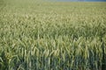 Green wheat (Triticum) field on blue sky in summer. Close up of unripe wheat ears