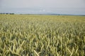 Green wheat (Triticum) field on blue sky in summer. Close up of unripe wheat ears