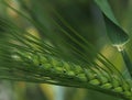 Green Wheat Or Triticum Species With Long Awns Royalty Free Stock Photo