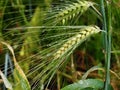 Green Wheat Or Triticum Species With Long Awns