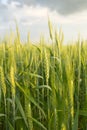 Green wheat under dramatic sky