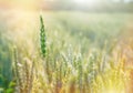 Green wheat, unripe wheat lit by sunlight - wheat field Royalty Free Stock Photo