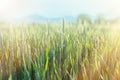 Green wheat - unripe wheat (wheat field) Royalty Free Stock Photo