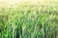 Green wheat - unripe wheat wheat field lit by sunlight Royalty Free Stock Photo