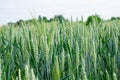 Green wheat with visible details. background or texture Royalty Free Stock Photo