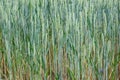 Green wheat with visible details. background or texture Royalty Free Stock Photo
